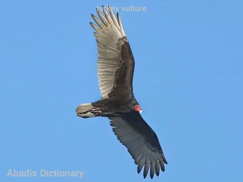 turkey vulture